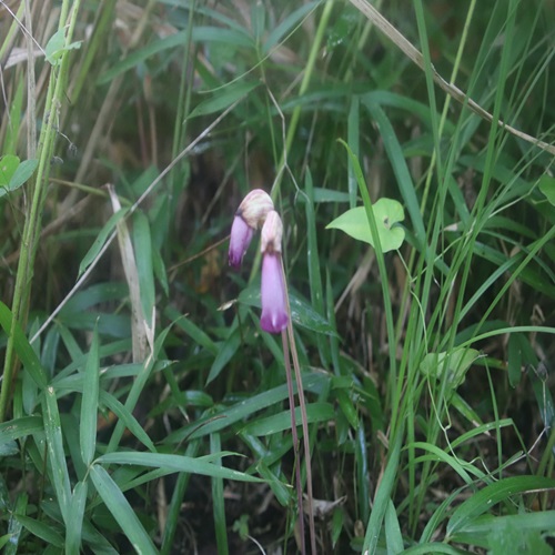 ナンバンギセルの花