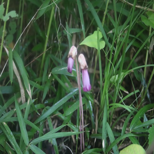 ナンバンギセルの花