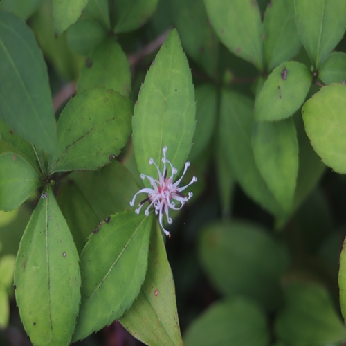 ナガバノコウヤボウキの花