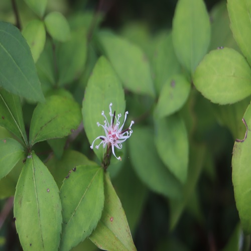 ナガバノコウヤボウキの花