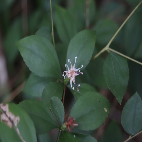 ナガバノコウヤボウキの花