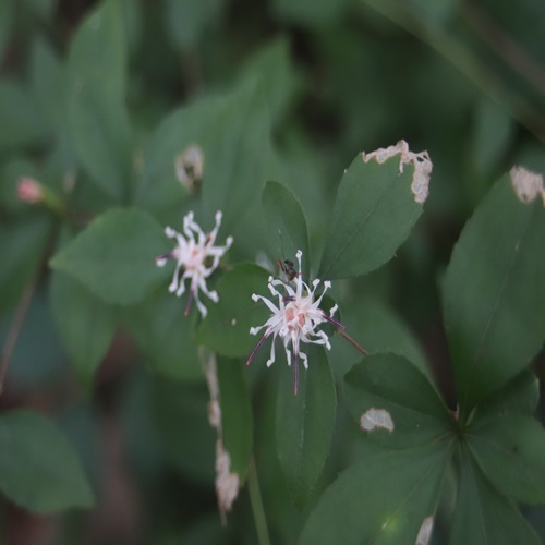 ナガバノコウヤボウキの花