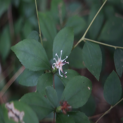 ナガバノコウヤボウキの花