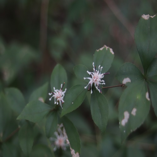 ナガバノコウヤボウキの花