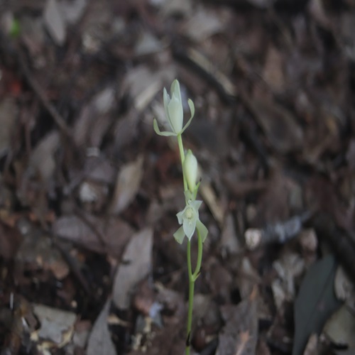 サガミランの花