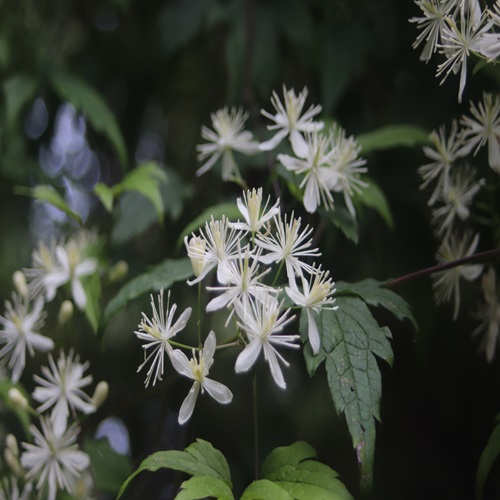 コボタンヅルの花