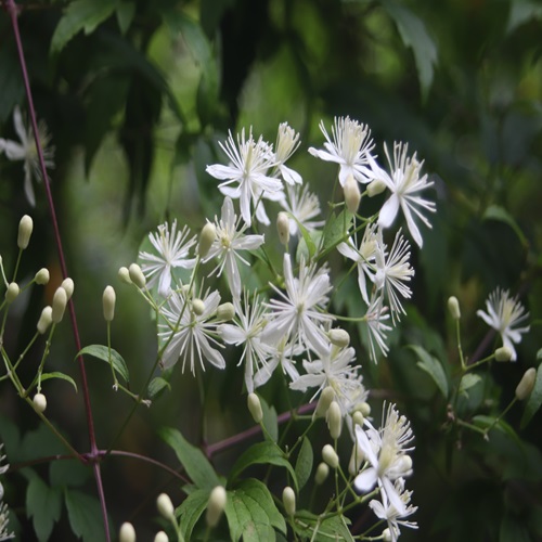 コボタンヅルの花