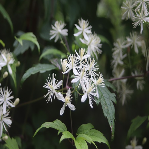 コボタンヅルの花