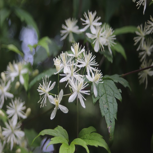 コボタンヅルの花