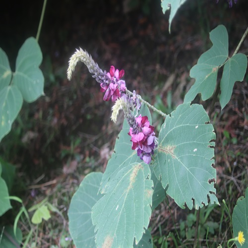 クズの花