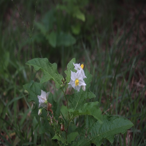 ワルナスビの花