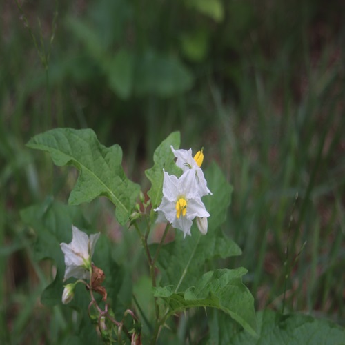 ワルナスビの花