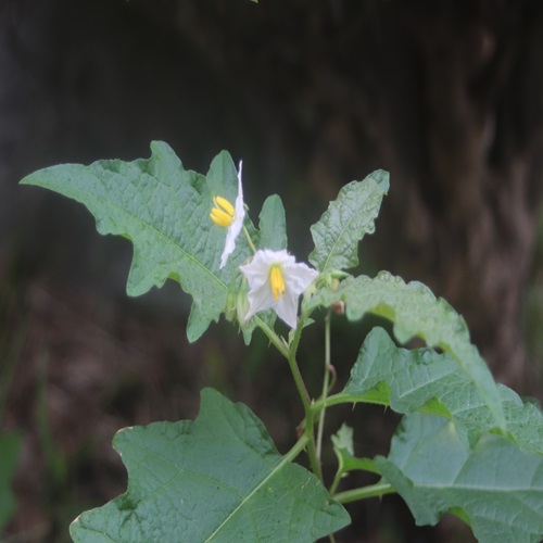 ワルナスビの花