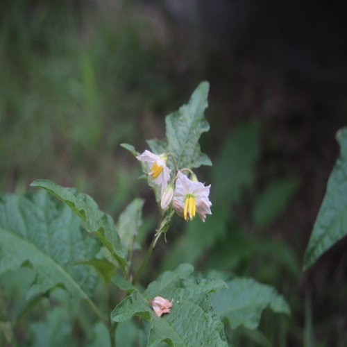 ワルナスビの花