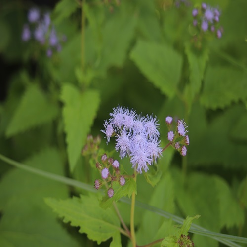 ムラサキカッコウアザミの花