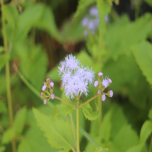 ムラサキカッコウアザミの花