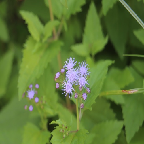 ムラサキカッコウアザミの花