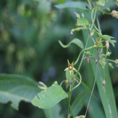 アズマカモメヅルの花　中央部分が茶色