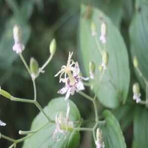 ヤマホトトギスの花