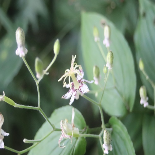 ヤマホトトギスの花