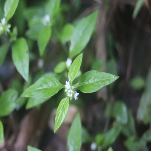 ハシカグサの花