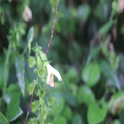 キバナアキギリの花