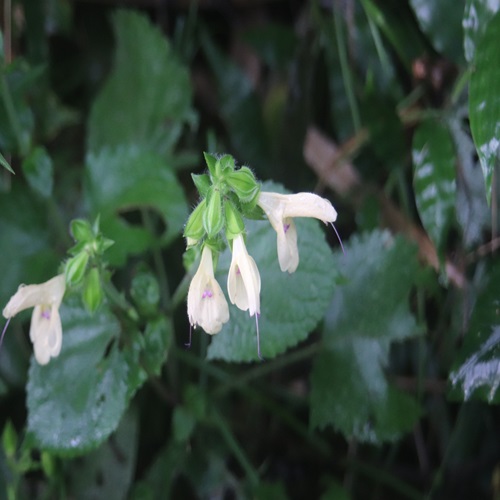 キバナアキギリの花