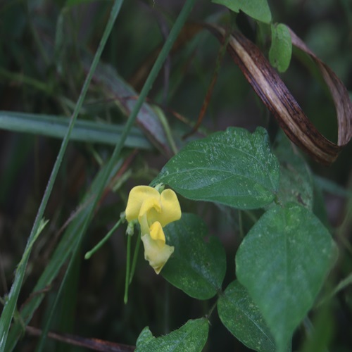 ヤブツルアズキの花