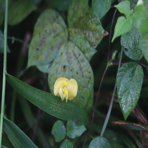 ヤブツルアズキの花