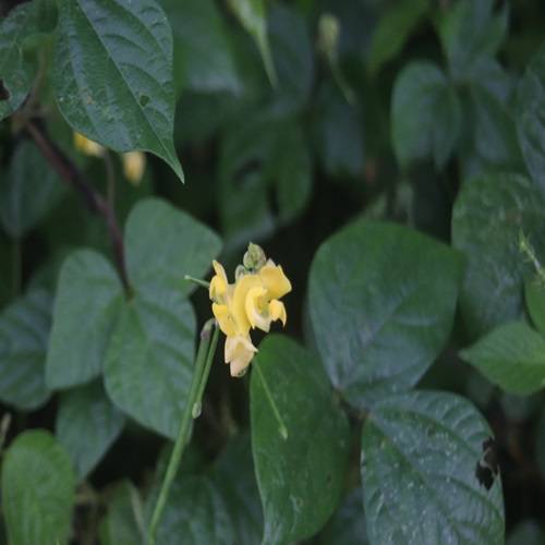 ヤブツルアズキの花