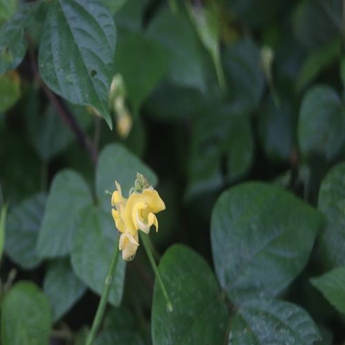 ヤブツルアズキの花