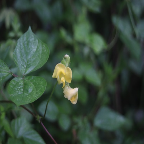 ヤブツルアズキの花