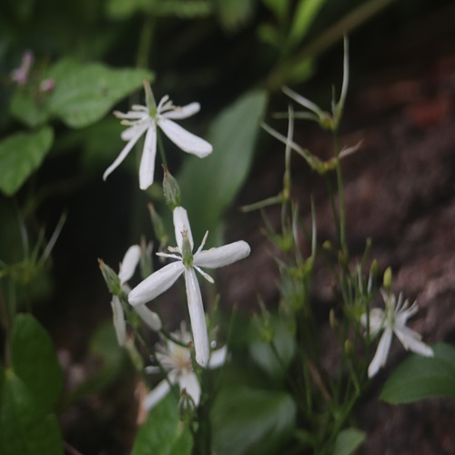 センニンソウの花