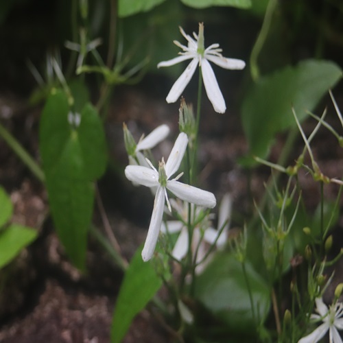 センニンソウの花