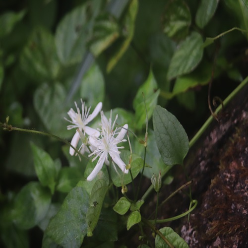 センニンソウの花