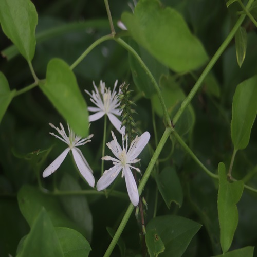 センニンソウの花