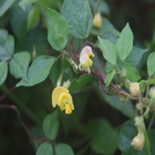 ヤブツルアズキの花