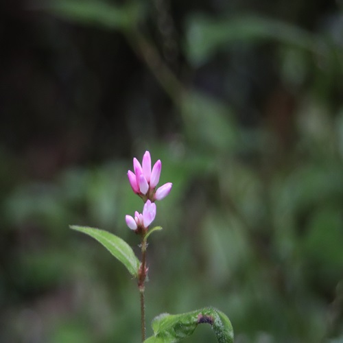 オオミゾソバの花