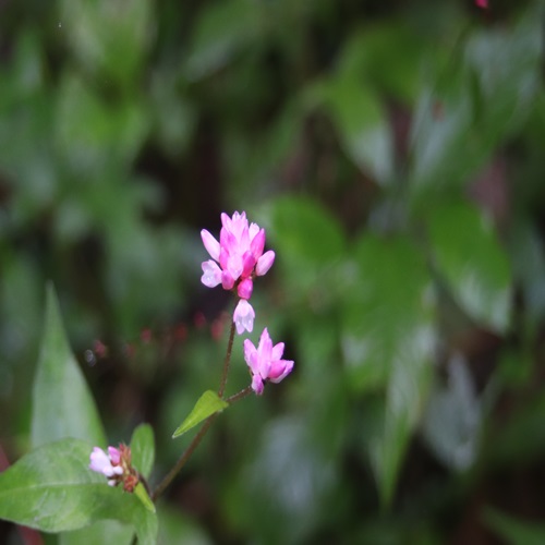 オオミゾソバの花