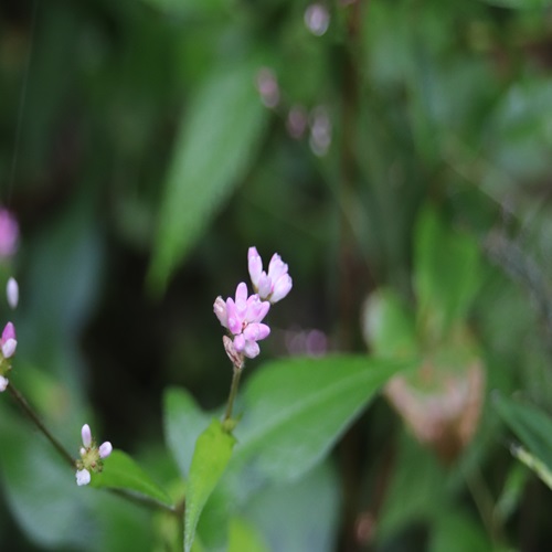 オオミゾソバの花