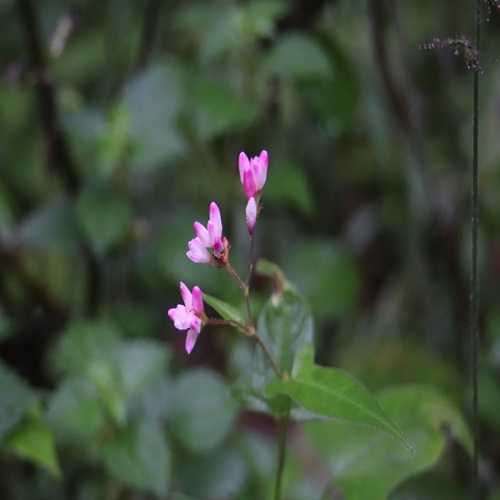 オオミゾソバの花