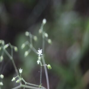 オオヤマハコベの花