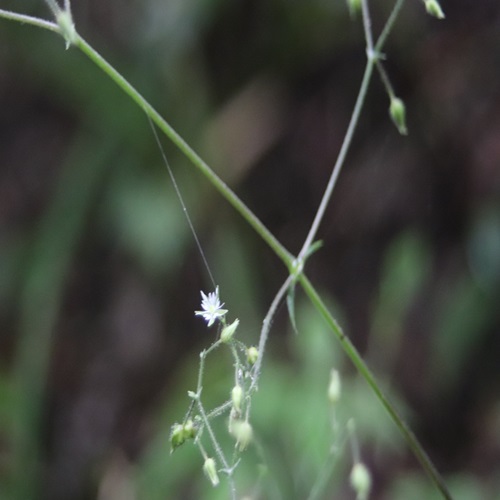 オオヤマハコベの花