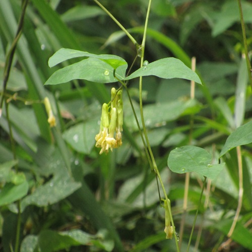 ノササゲの花