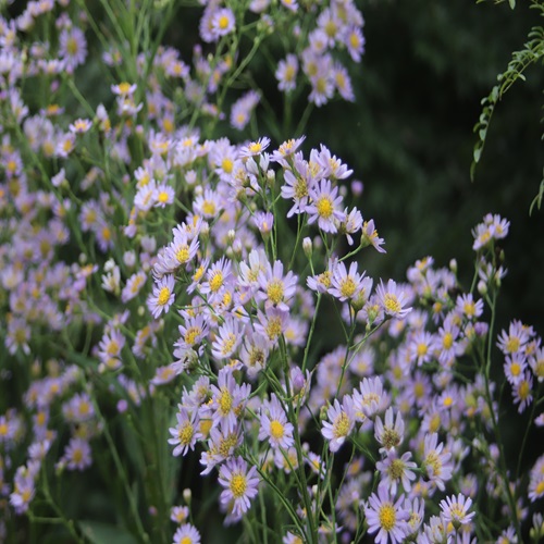 シオンの花