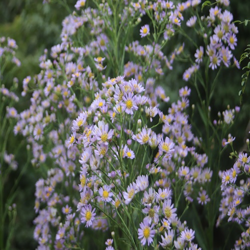 シオンの花