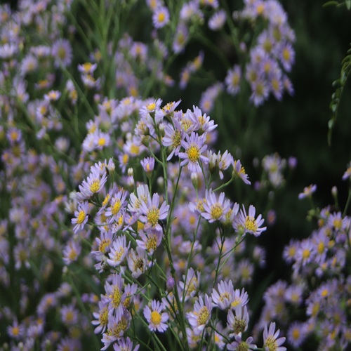 シオンの花