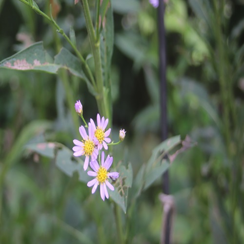 シオンの花