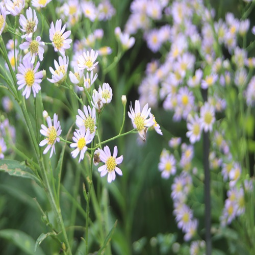 シオンの花