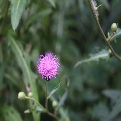 ノハラアザミの花